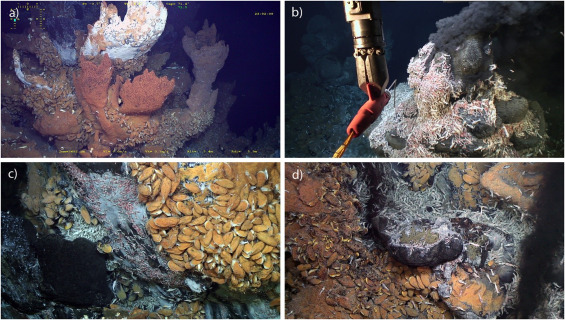 Application of scientific criteria for identifying hydrothermal ecosystems in need of protection