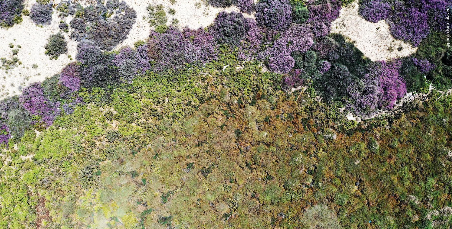 CIMA lança Curso de Verão 2026: “Exploring coastal Nature-based Solutions for climate adaptation (NbS)”