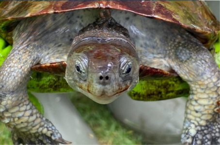 Ação de voluntariado resgatou tartarugas exóticas do Jardim das Comunidades em Almancil