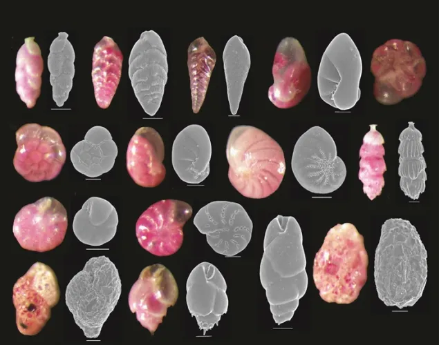 Forams 2