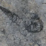 Cima Geoparque Algarvensis - Gastropode