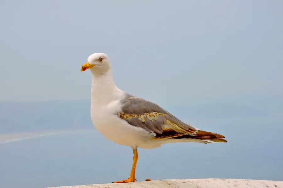 Close-up of a seagull standing on a ledge with a coastal backdrop in Nazaré, Portugal.