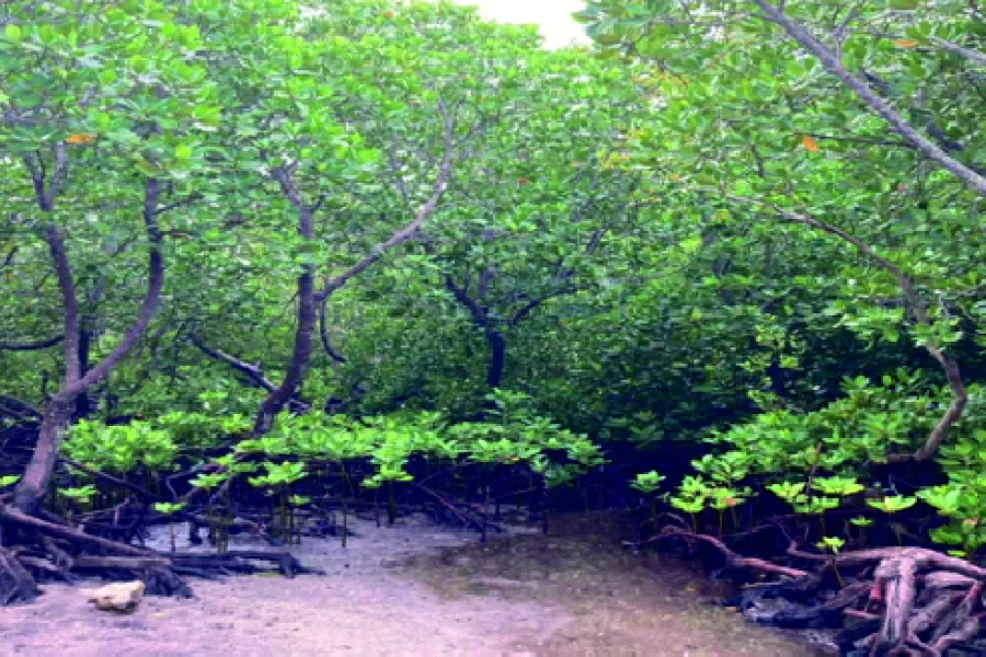 Sónia Cristina published an article about the critical role of ecosystem services in supporting local communities
