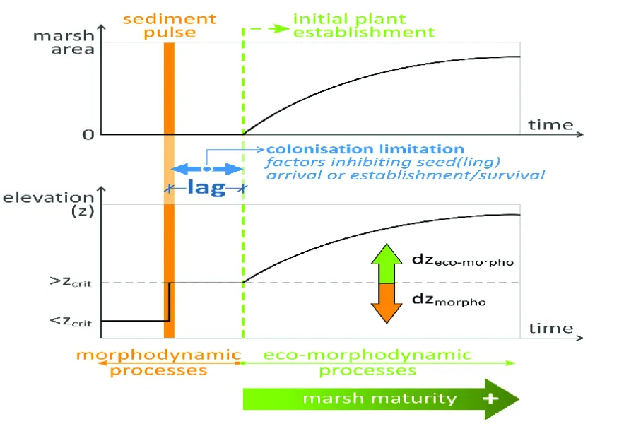 The birth of backbarrier marshes in Culatra Island’ is analysed in a new journal paper by CIMA members